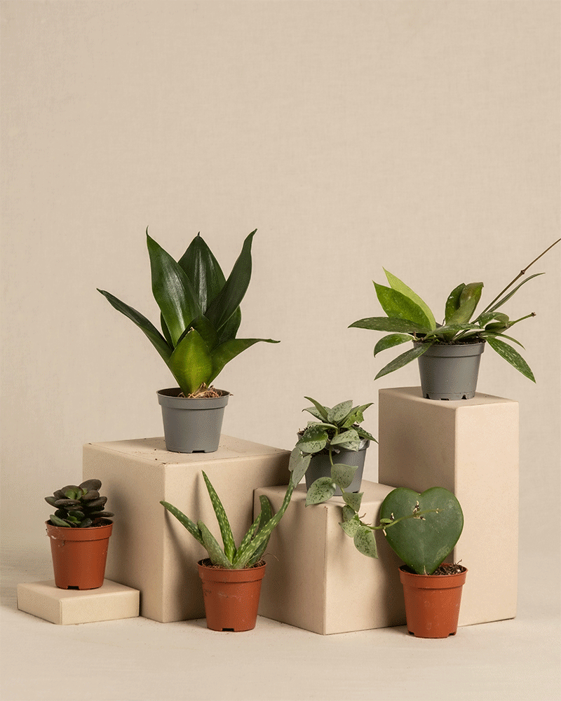 feey-variado-berraschungs-babypflanzen-6er-set-ohne-bertopf image 3