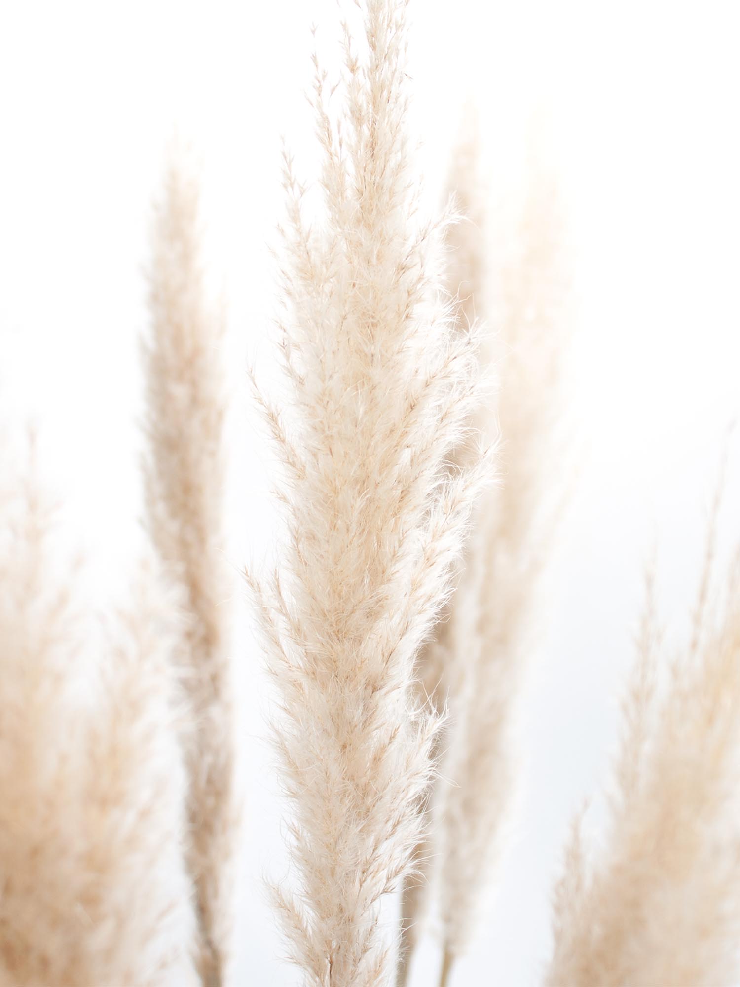 blumigo-trockenblumen-pampasgras-getrocknet-natur-deko image 1