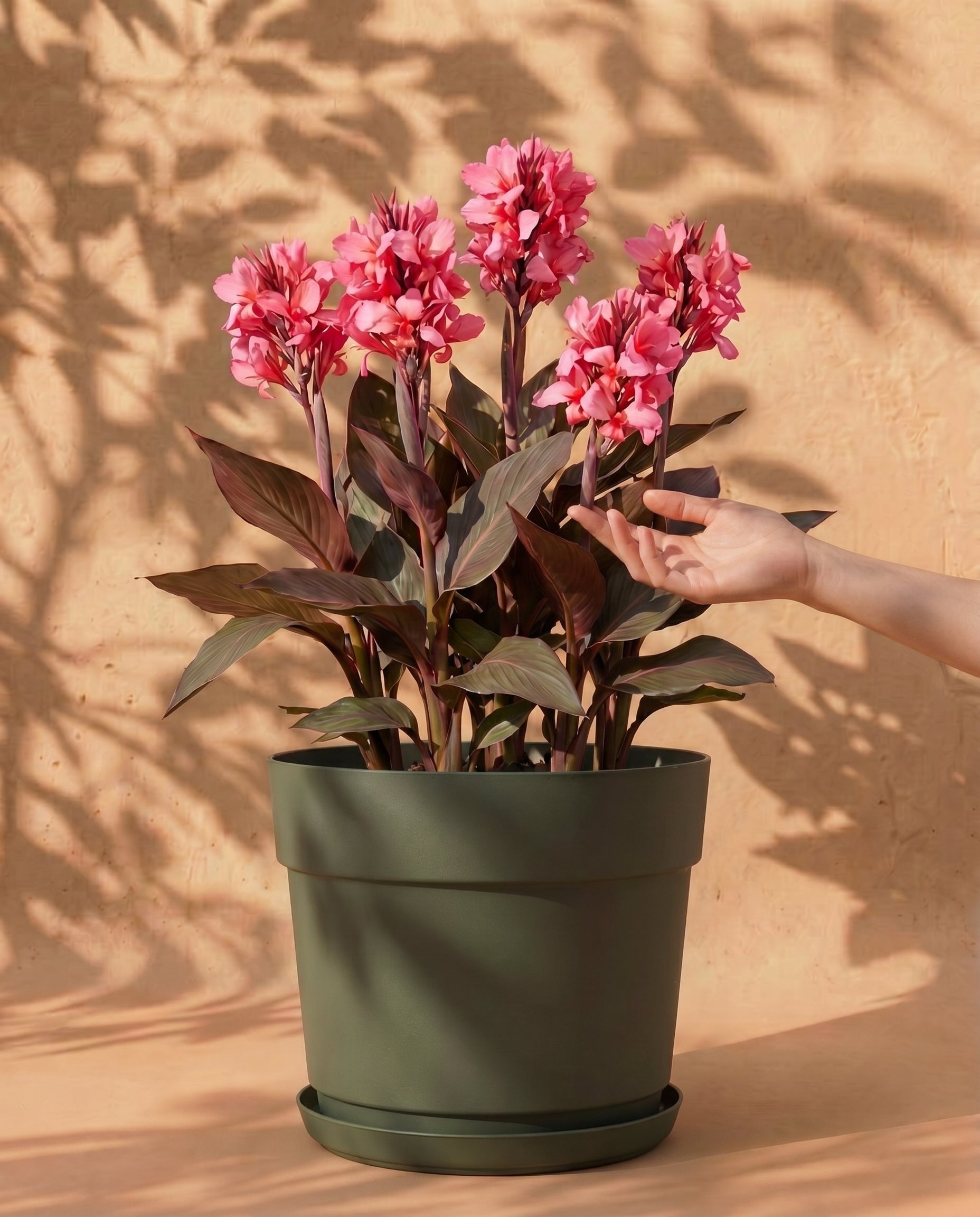feey-amsterdam-canna-pink-knollen-3-stk-f-r-beet-und-k-bel image 1