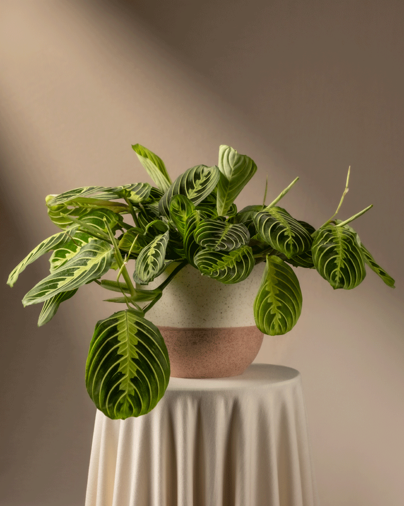 feey-variado-maranta-lemon-lime-zimmerpflanze-ohne-bertopf image 5