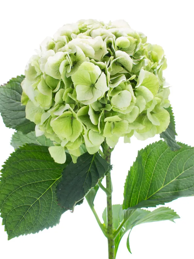blumigo-hortensie-schneeball-classic-schnittblume-gr-n image 1