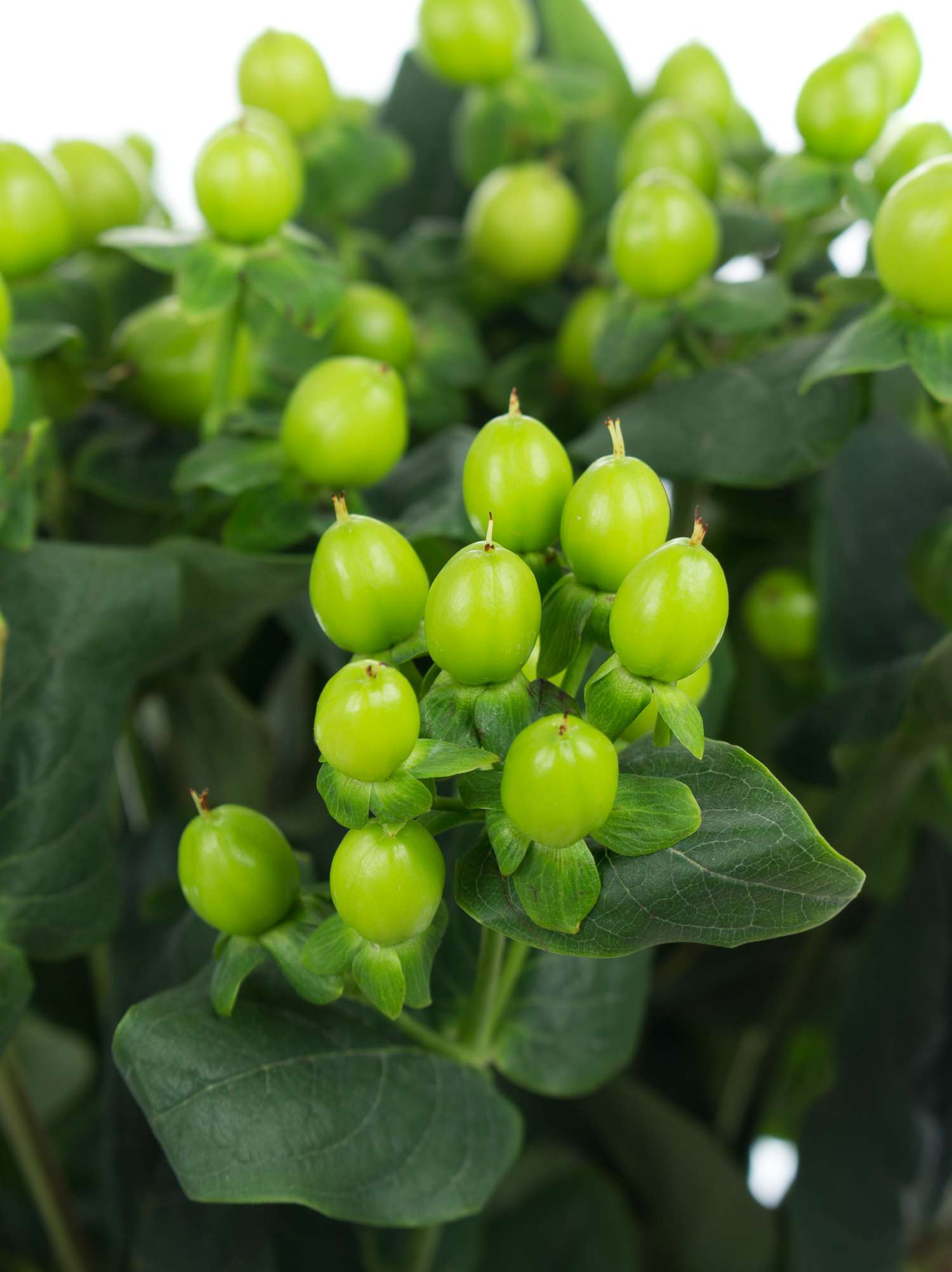 blumigo-exklusives-greenery-coco-bamboo-hypericum-gr-n image 1