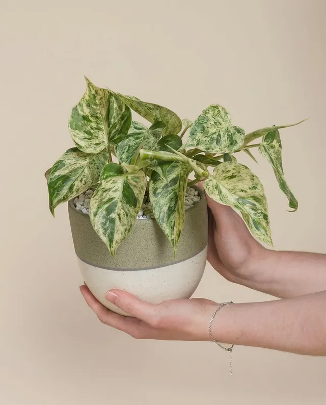 feey-variado-philodendron-oxycardium-variegata-zimmerpflanze-ohne-bertopf image 1