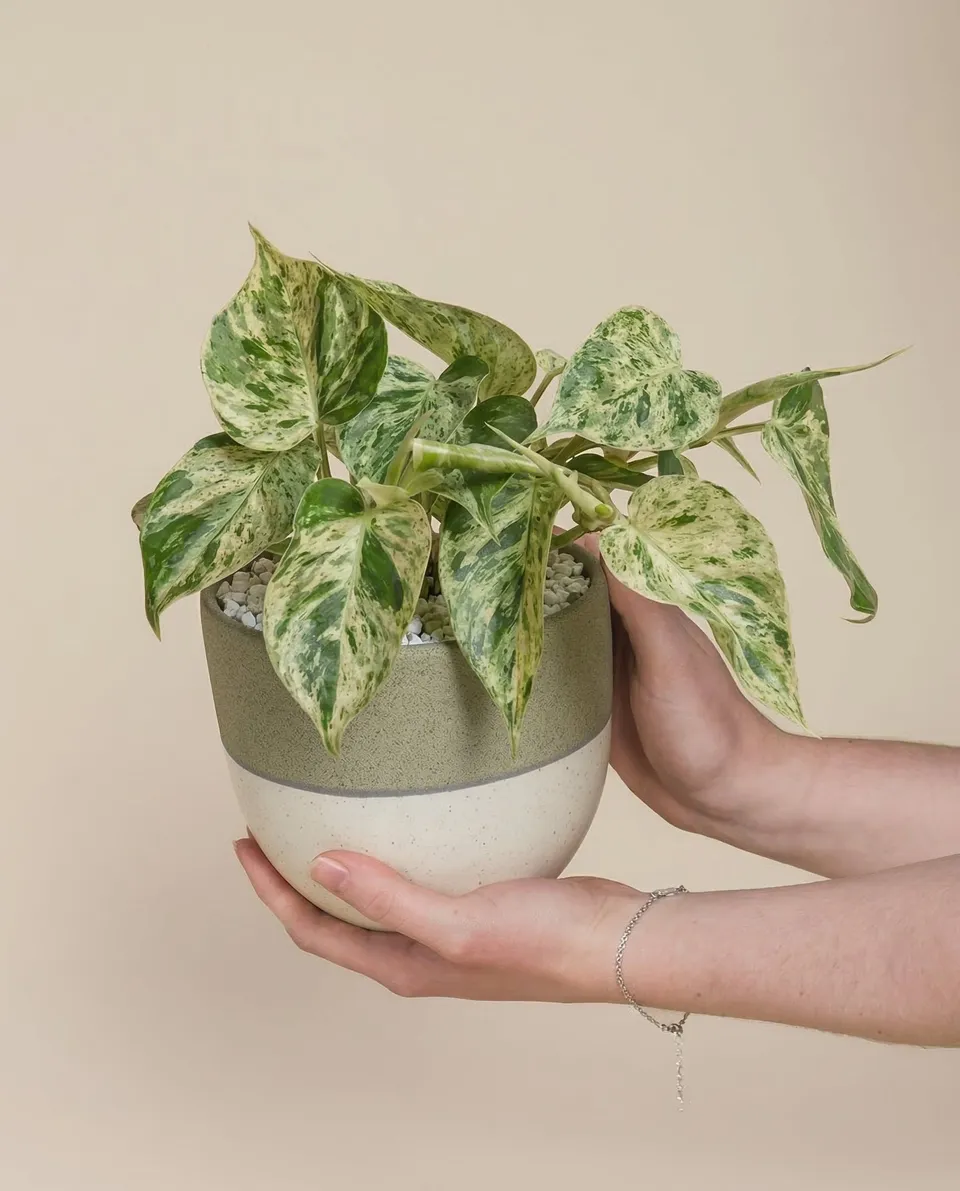 feey-variado-philodendron-oxycardium-variegata-zimmerpflanze-ohne-bertopf image 1