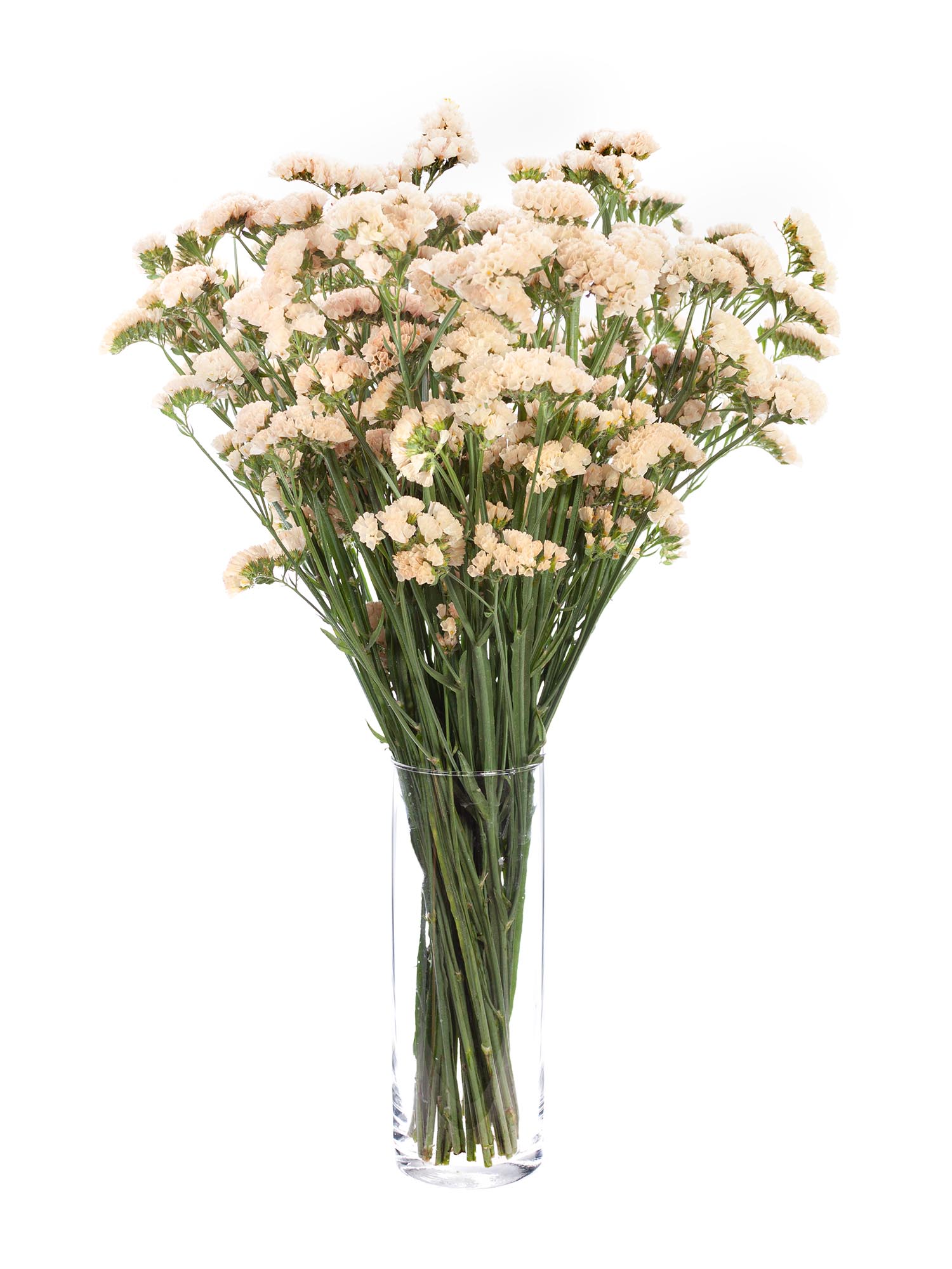 blumigo-bindegr-n-statize-hot-apricot-strandflieder-apricot image 3
