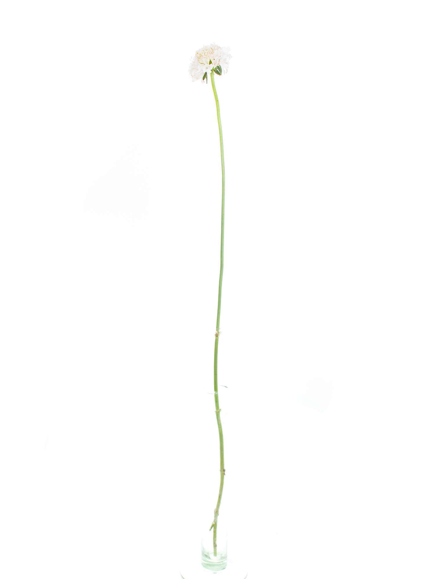 blumigo-skabiosen-wei-rosa-schnittblume image 3