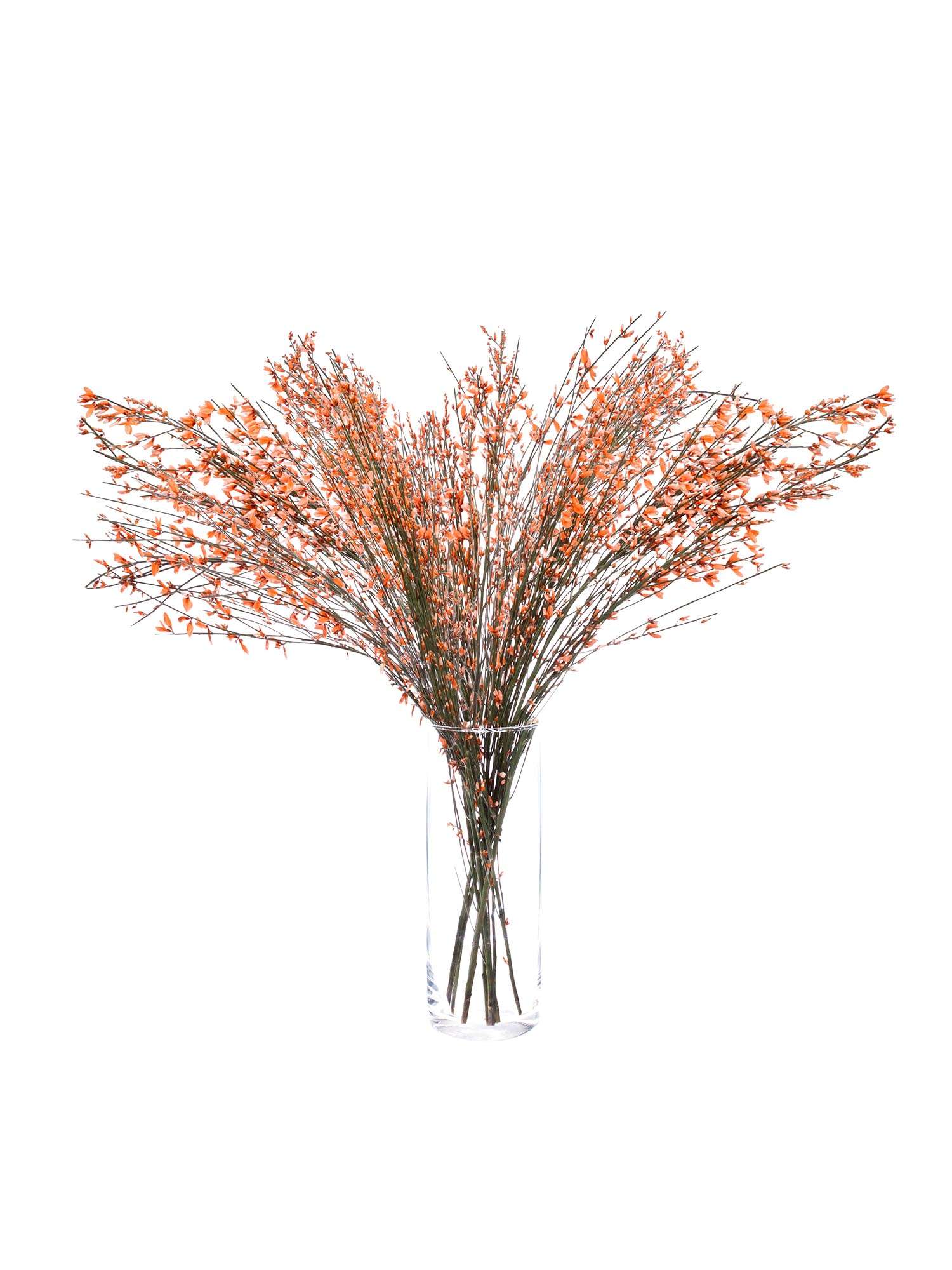 blumigo-zweige-ginster-orange-schnittblume-stiel image 2