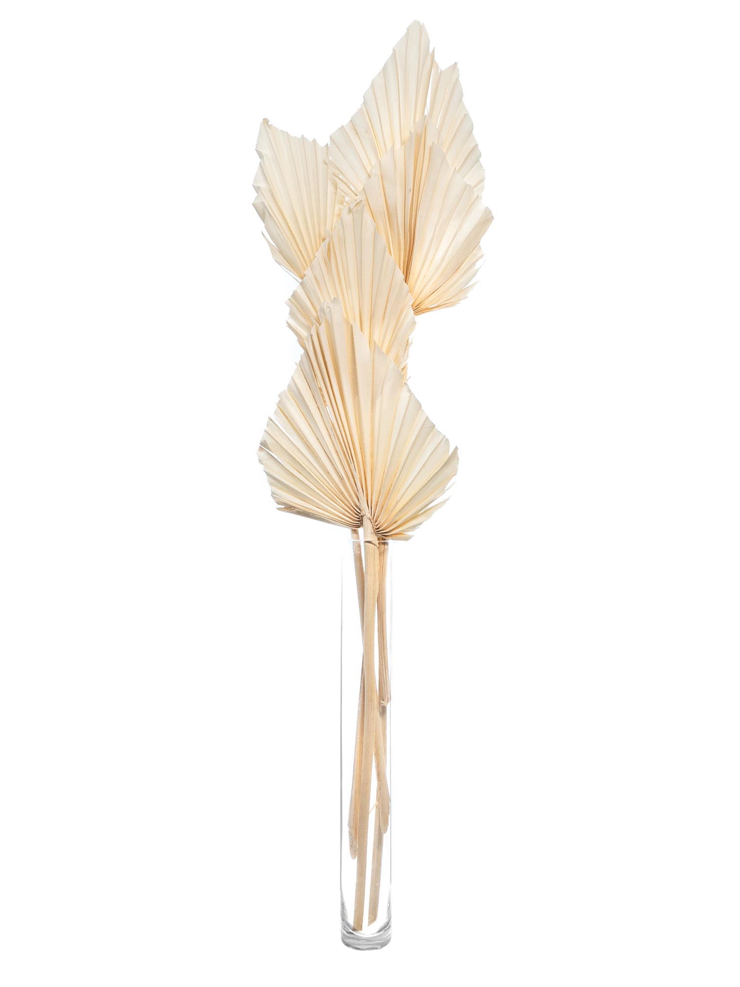 blumigo-trockenblumen-palm-spear-trockenblume-creme-gebleicht image 2