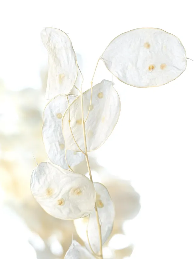 blumigo-trockenblumen-lunaria-silberbl-tter-gebleicht image 1