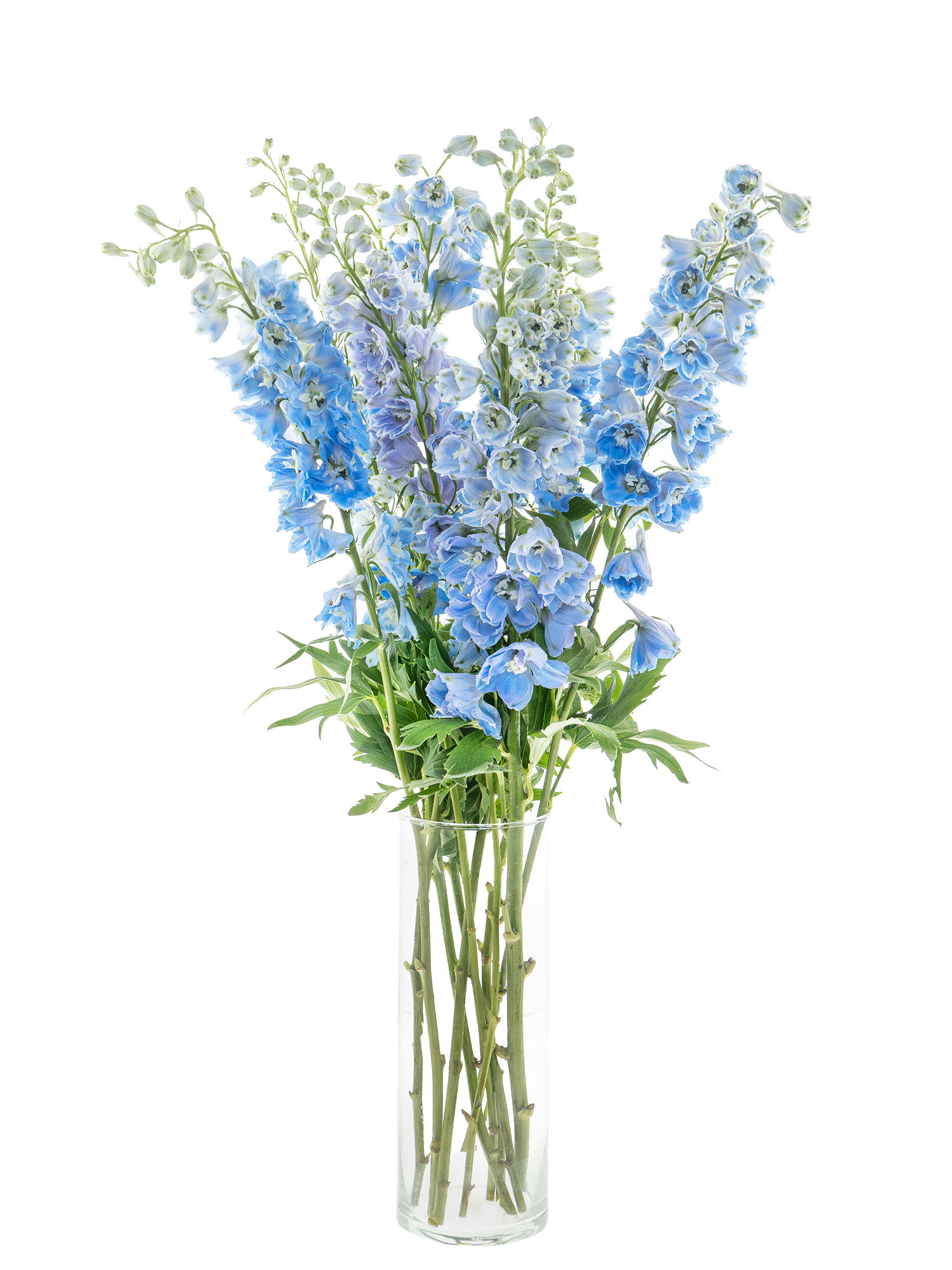 blumigo-l-wenm-ulchen-rittersporn-schnittblume-blau-violett image 5