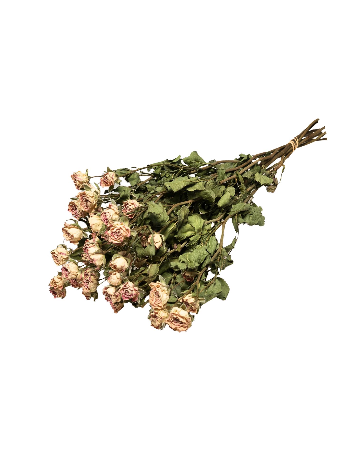blumigo-trockenblumen-verzweigte-rosen-getrocknet-creme image 5