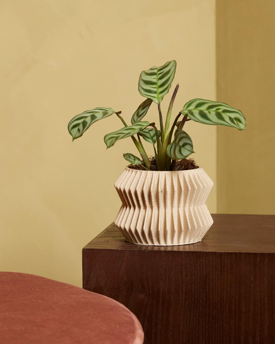 plnts-rareplnts-ctenanthe-burle-marxii-zimmerpflanze-30-cm-blattschmuck image 7