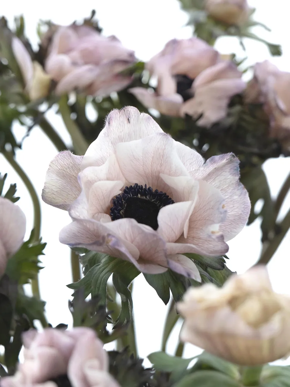 blumigo-anemonen-mistral-brownies-xl-schnittblumen-creme-grau image 1