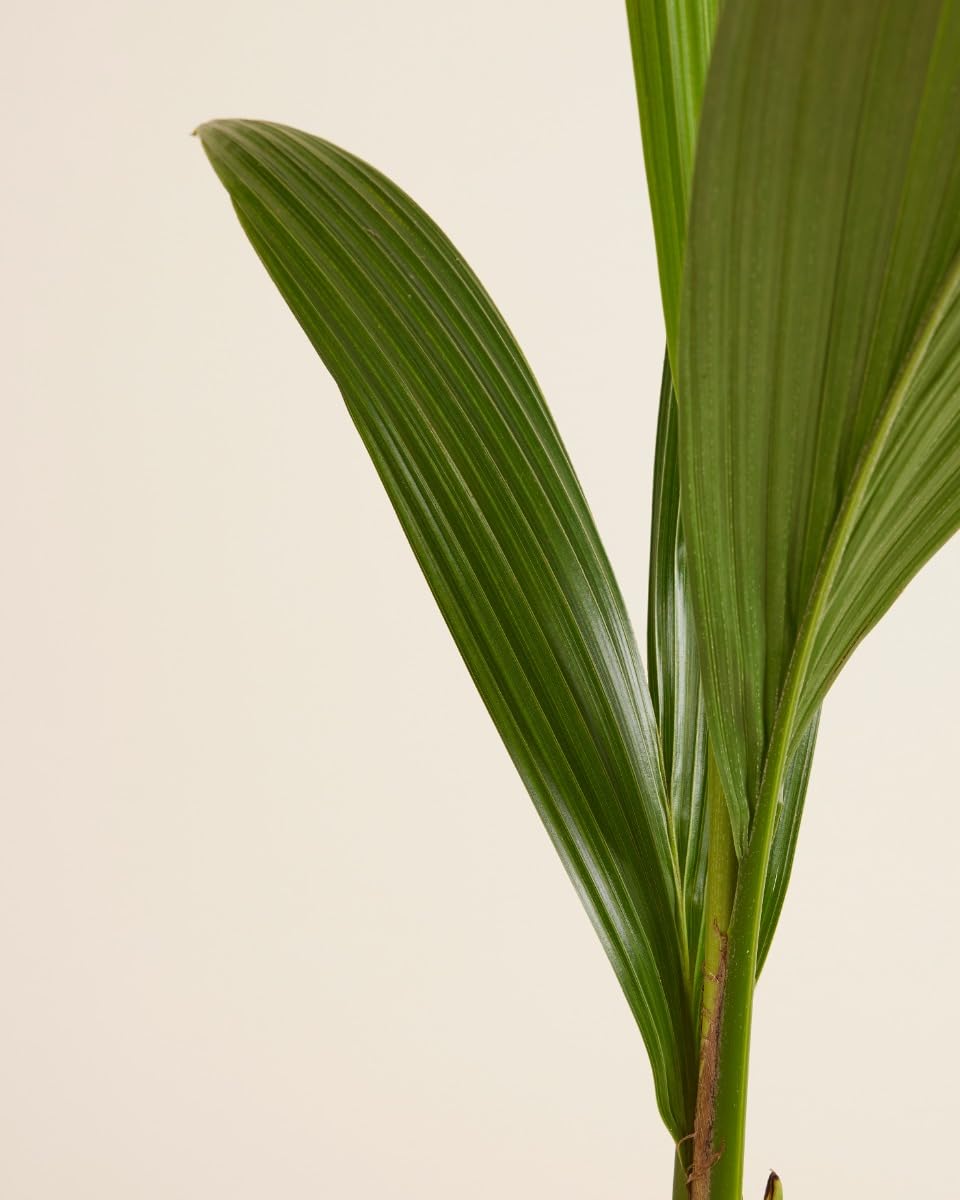 plnts-rareplnts-cocos-nucifera-kokospalme-21cm-85cm image 6