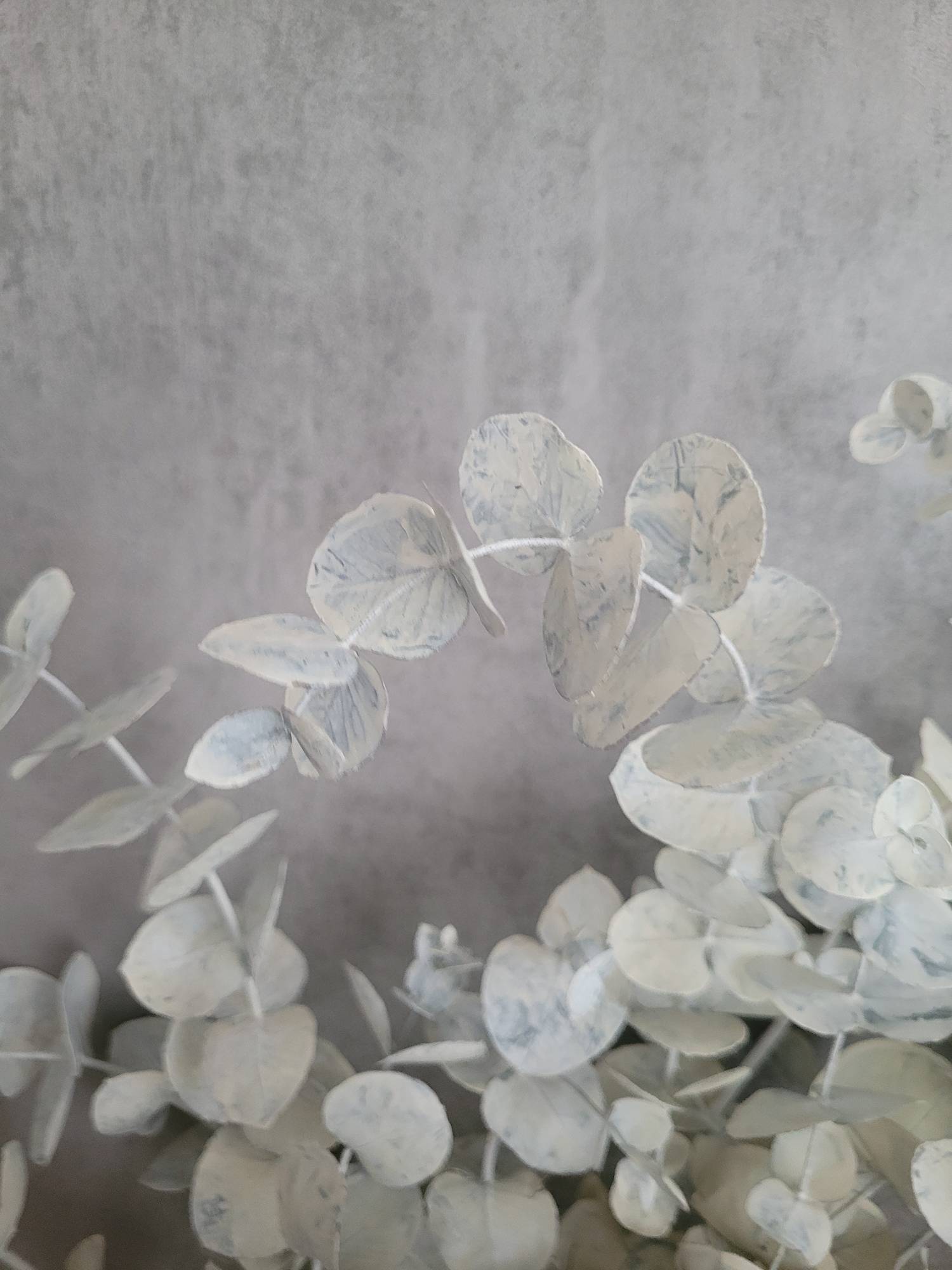 blumigo-eukalyptus-cinerea-painted-eukalyptuszweig-wei-trockendeko image 3