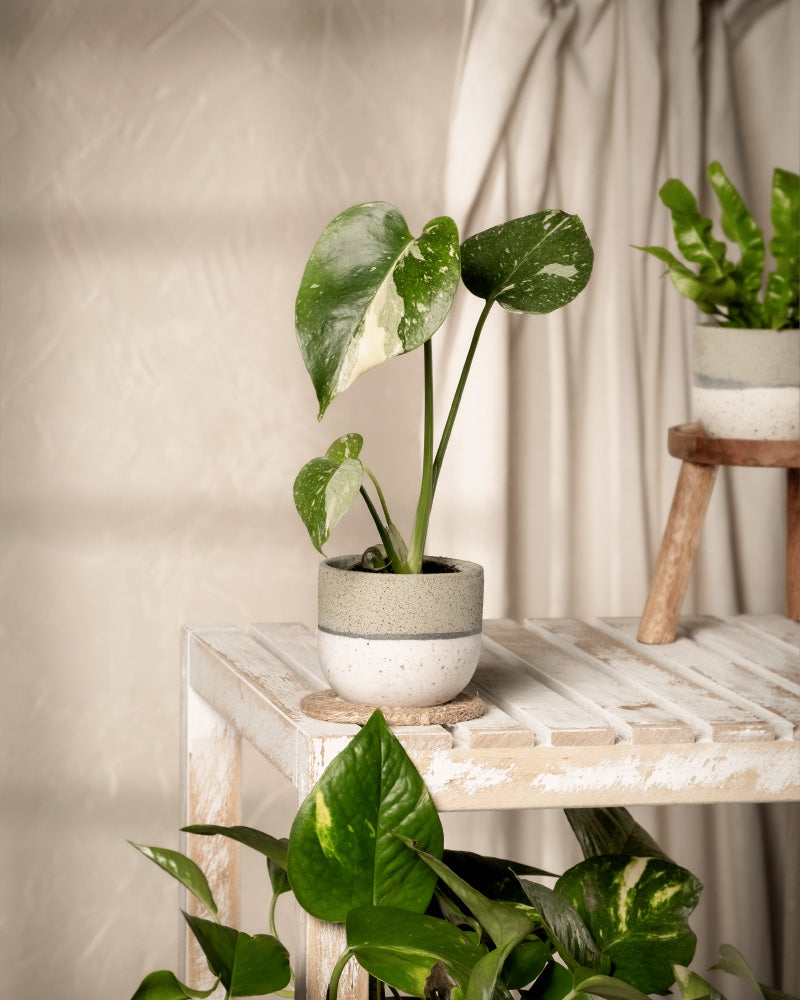 feey-variado-monstera-thai-constellation-babypflanze-panaschiert-ohne-bertopf image 4