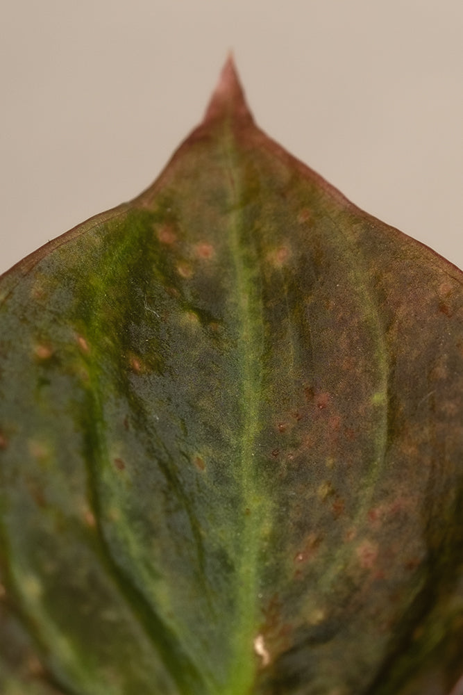 feey-variado-philodendron-micans-zimmerpflanze-ohne-bertopf-samtig image 7
