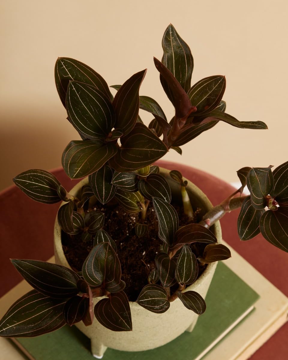 plnts-rareplnts-ludisia-discolor-orchidee-15-cm-juwelorchidee image 5