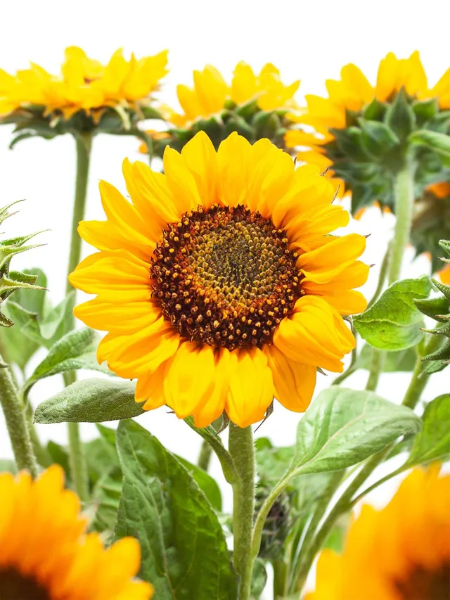 blumigo-sonnenblumen-sonja-gelb-orange-schnittblume-sommer image 1