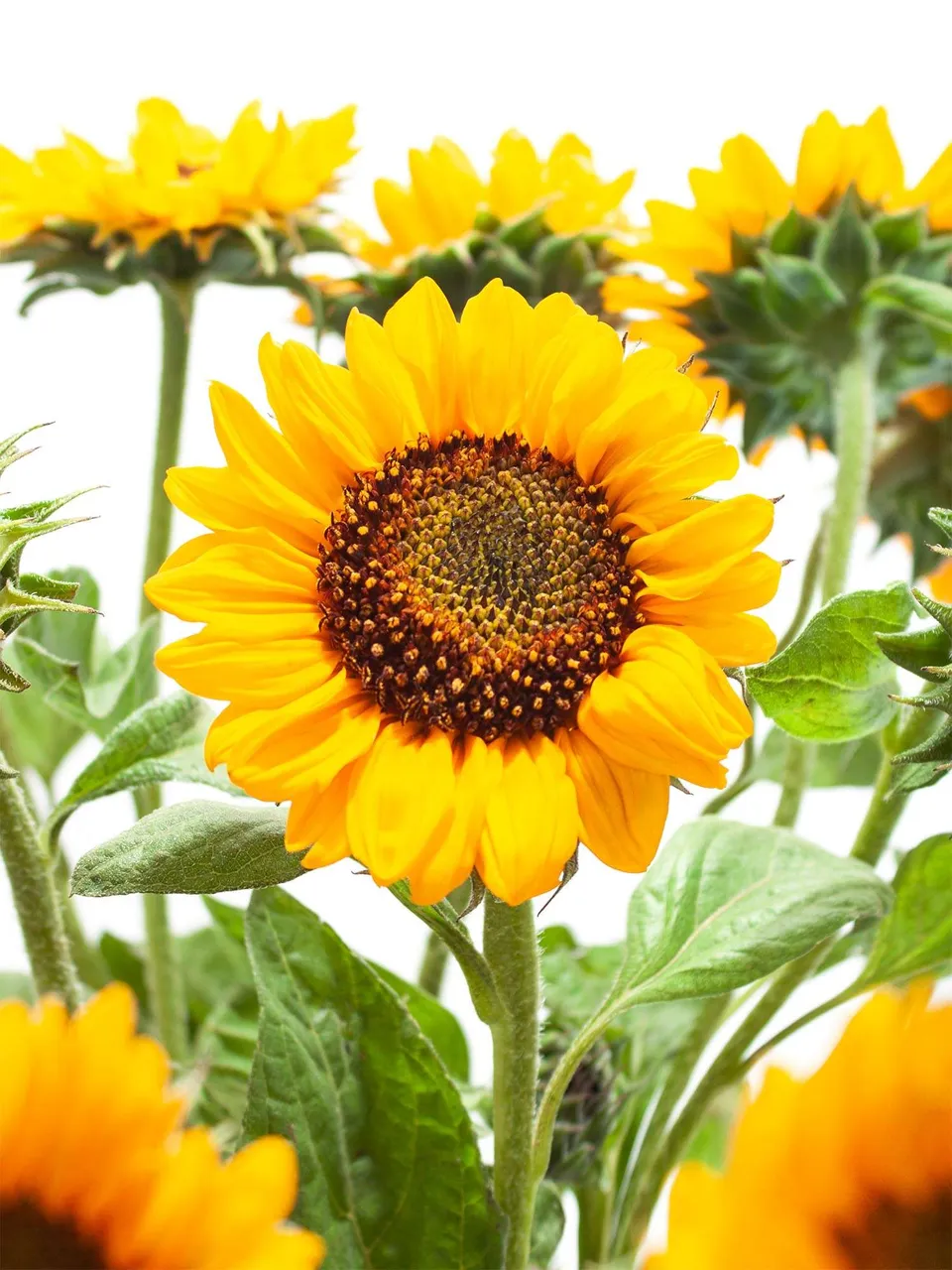 blumigo-sonnenblumen-sonja-gelb-orange-schnittblume-sommer image 1