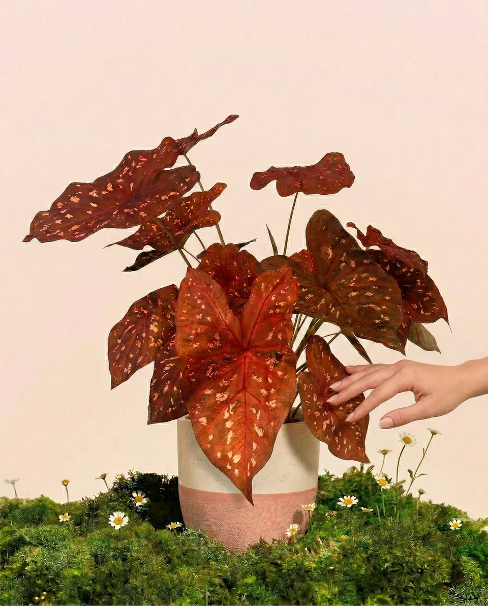 feey-variado-burning-heart-caladium-buntblatt-ohne-topf image 1