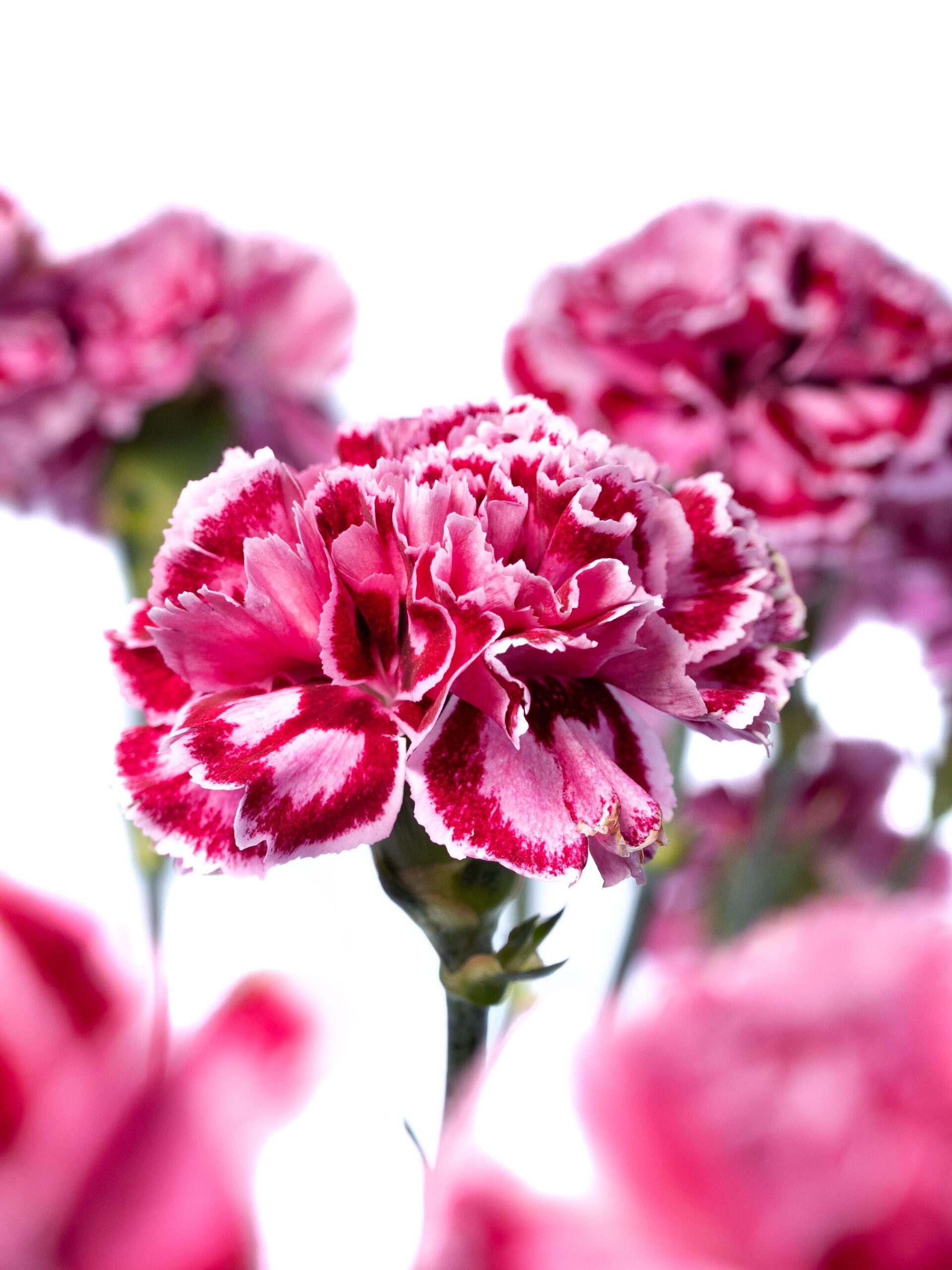 blumigo-nelken-nobbio-cherry-pink-wei-edelnelke image 2
