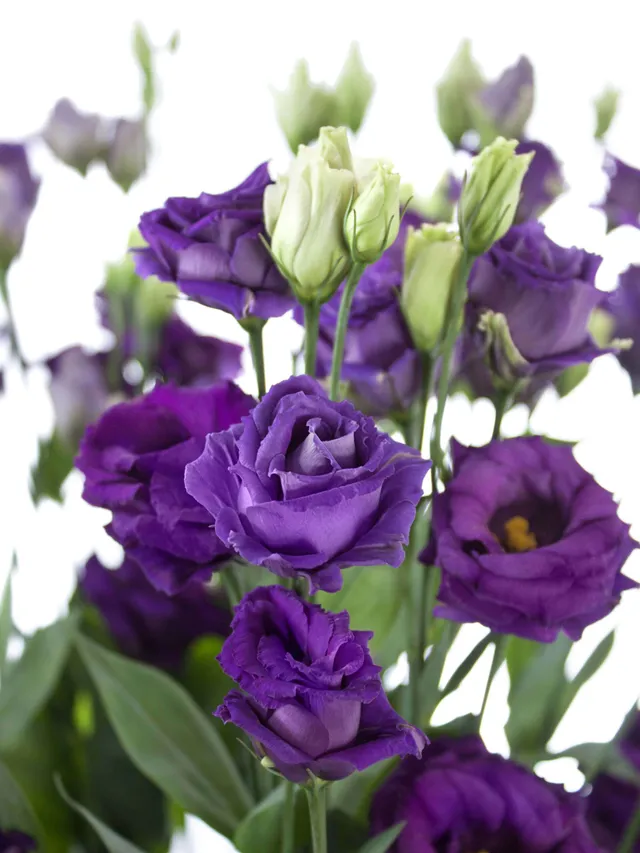 blumigo-lisianthus-arosa-violett-schnittblume-dunkelviolett image 1