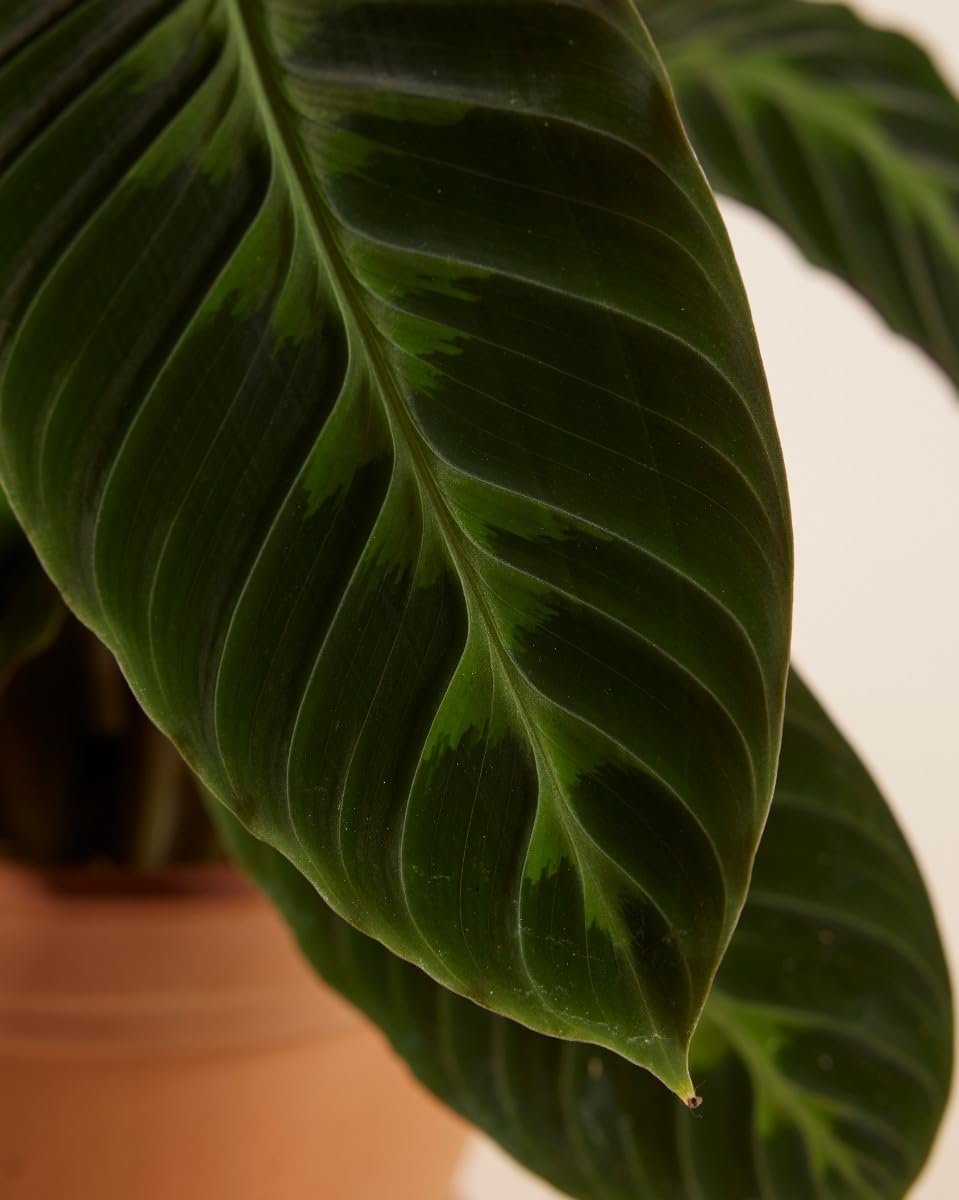 plnts-rareplnts-calathea-warscewiczii-gebetspflanze-60cm image 4