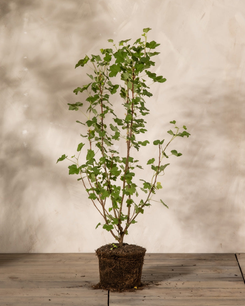 feey-amsterdam-ribes-sanguineum-blutjohannisbeere-strauch image 3
