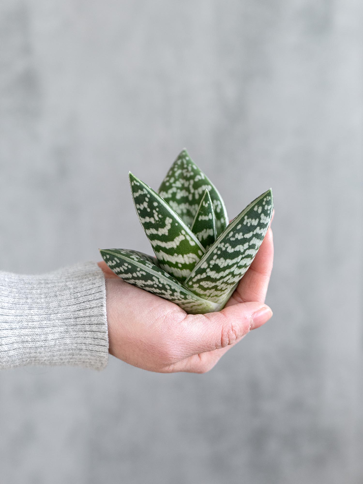 blumigo-aloe-variegata-sukkulente-gr-n-wei-panaschiert image 3