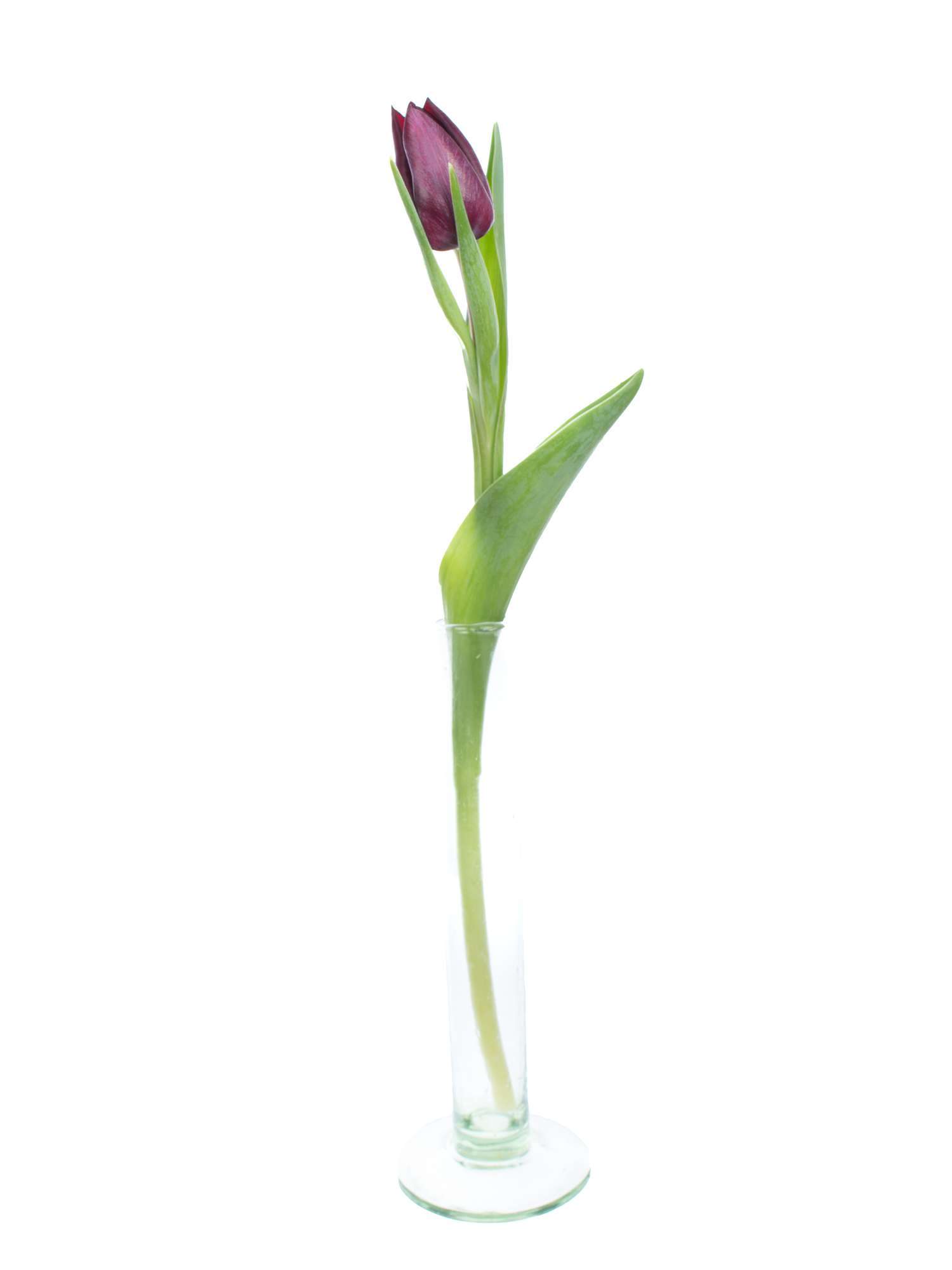 blumigo-tulpen-ronaldo-schnittblumen-dunkelviolett-frisch image 3
