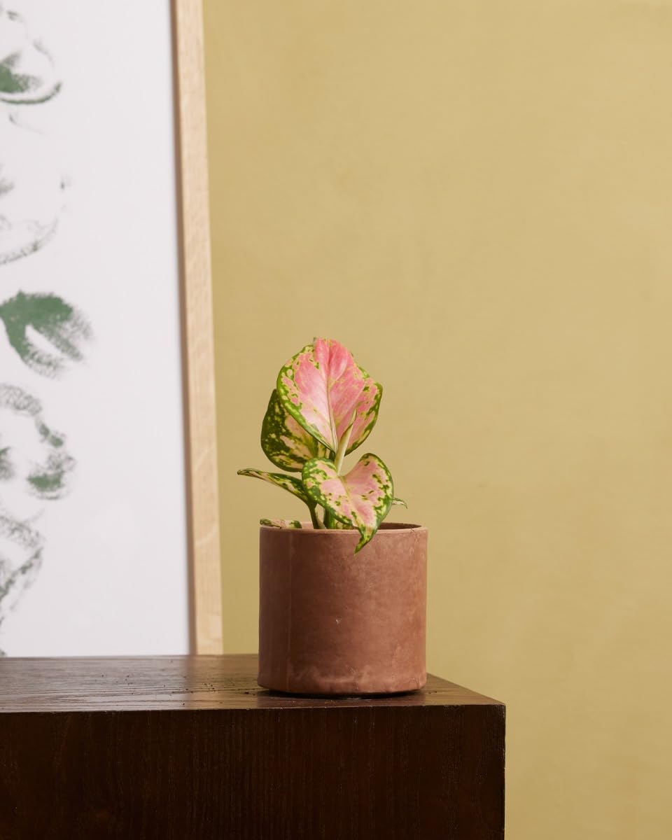 plnts-babyplnts-aglaonema-red-valentine-zimmerpflanze-15-cm image 5