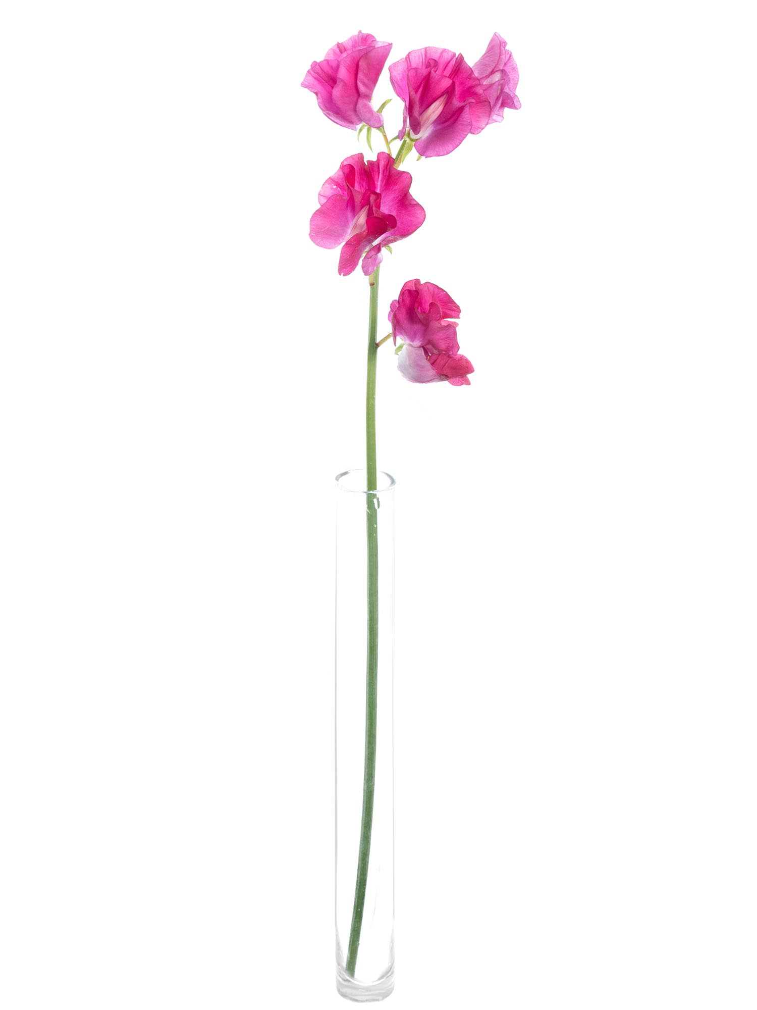 blumigo-wicken-sunshine-hot-pink-schnittblume-pink-st-ck image 3