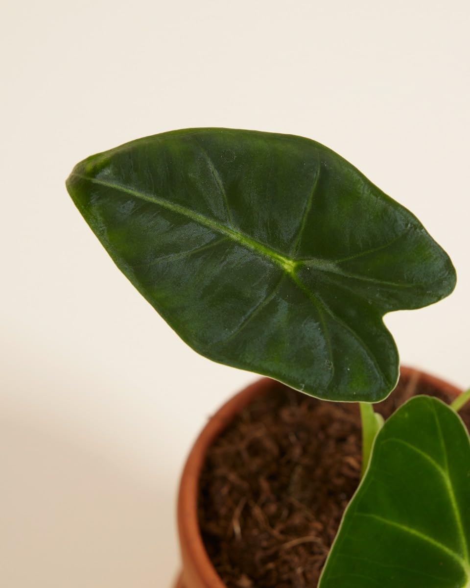 plnts-baby-alocasia-frydek-zimmerpflanze-steckling-15cm image 4