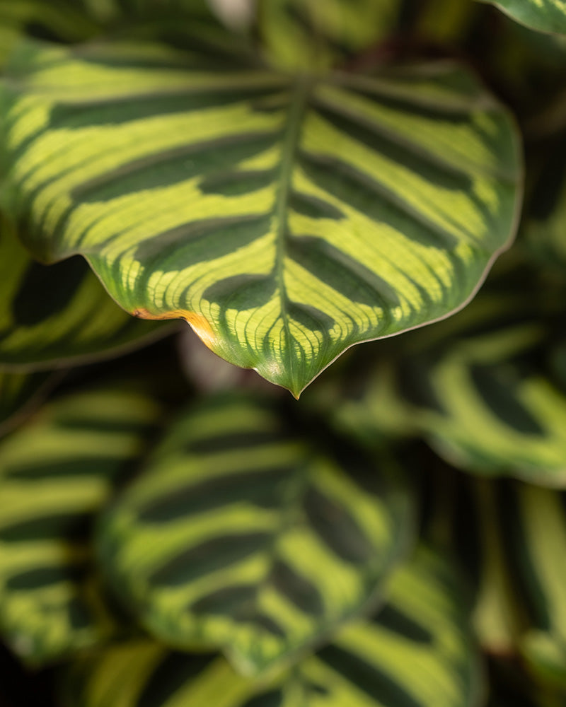 feey-variado-pfauen-korbmarante-calathea-tierfreundlich-gro image 2