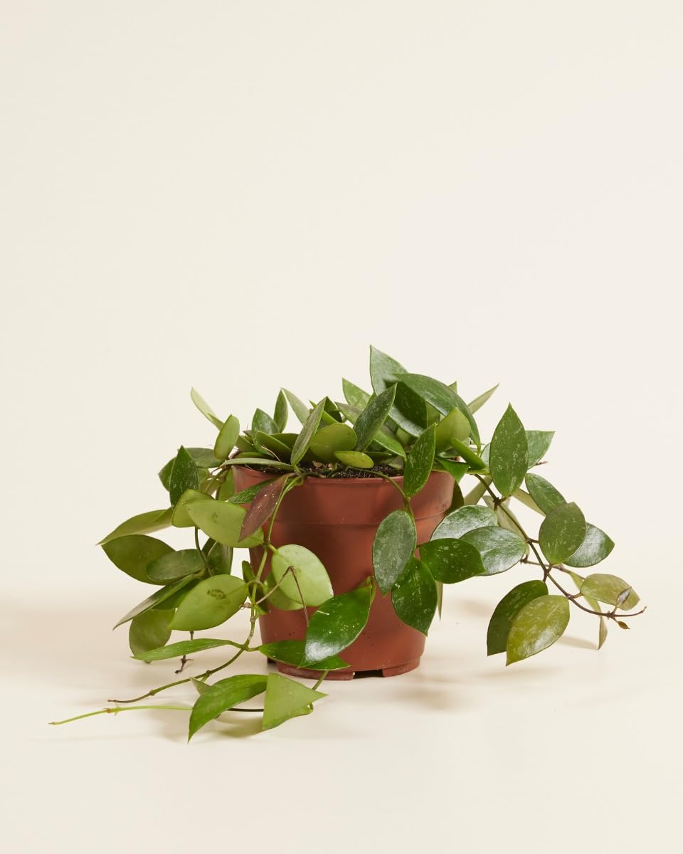 plnts-rareplnts-hoya-gracilis-wachsblume-12-cm image 2