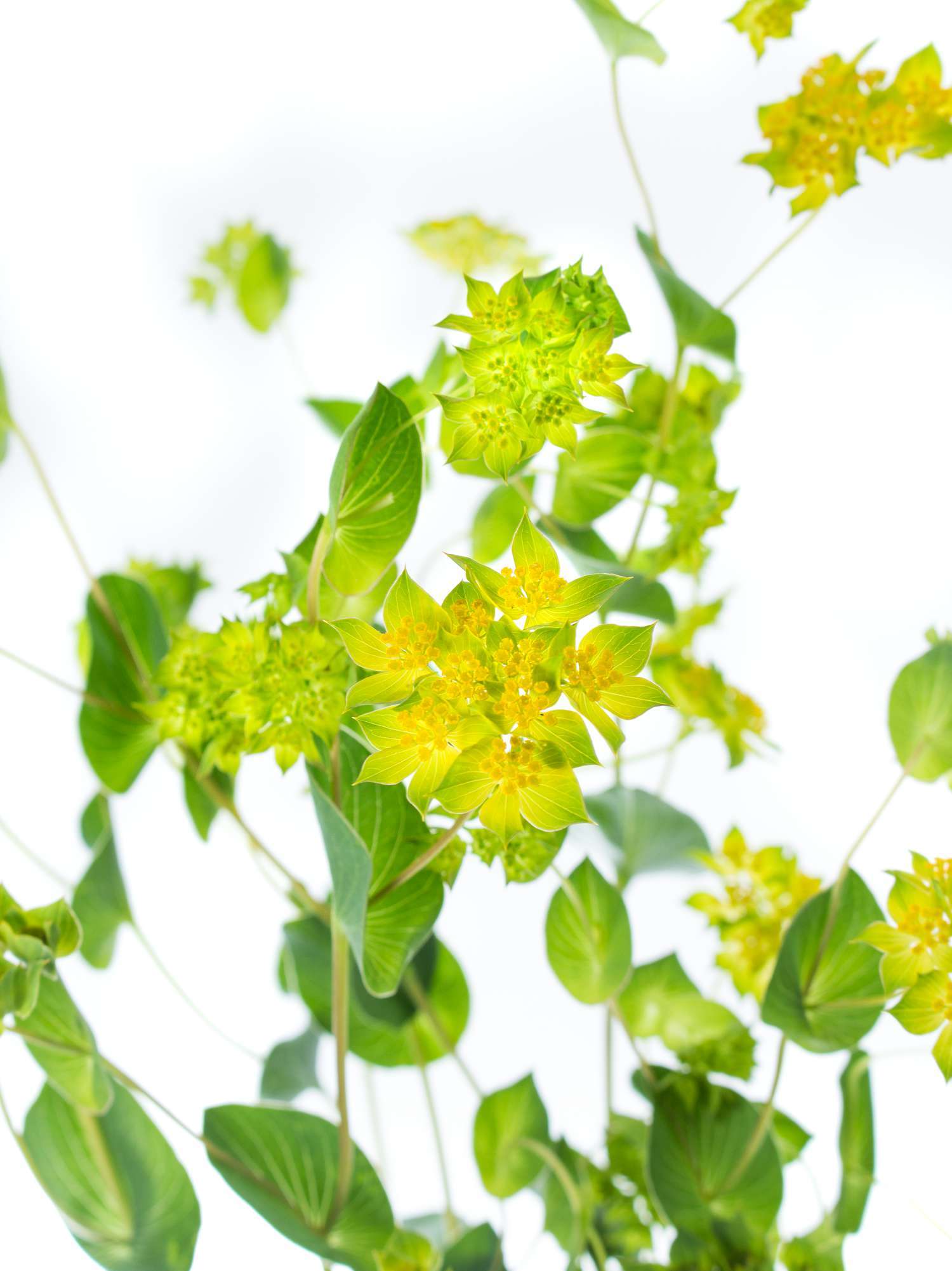 blumigo-blattwerk-bupleurum-gr-n-gelb-bindegr-n image 1