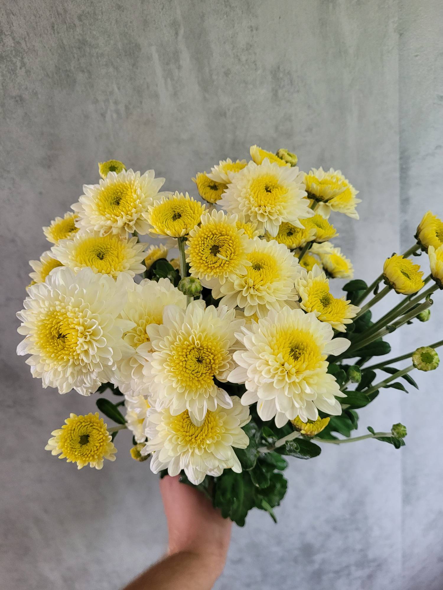 blumigo-herbstdeko-herbstastern-blenda-white-wei image 1