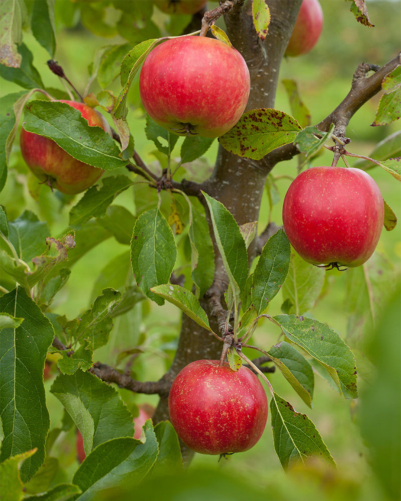 feey-amsterdam-malus-domestica-braeburn-patio-apfelbaum-essbar image 2