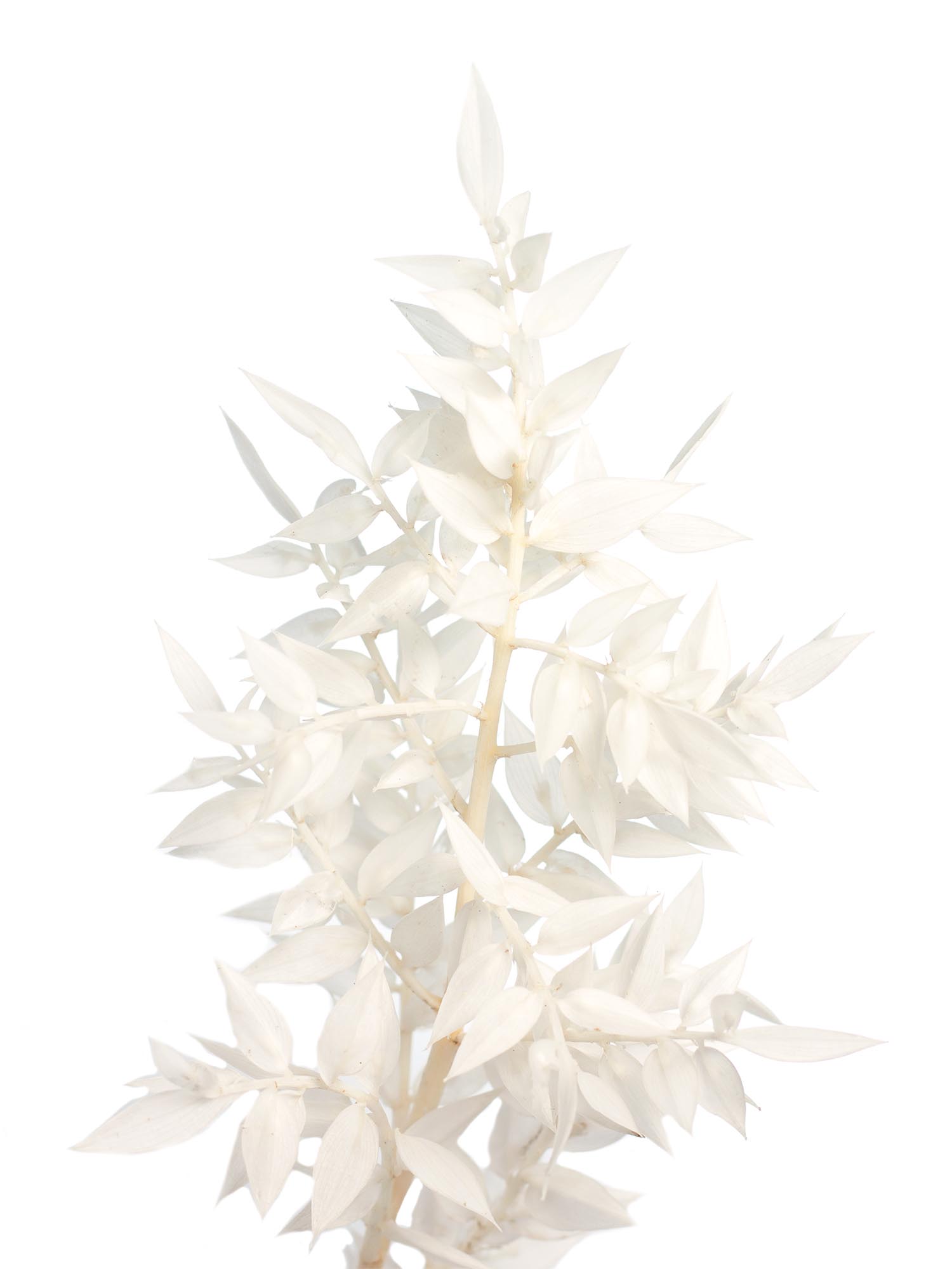 blumigo-trockenblumen-ruscus-m-usedorn-gebleicht-wei image 1