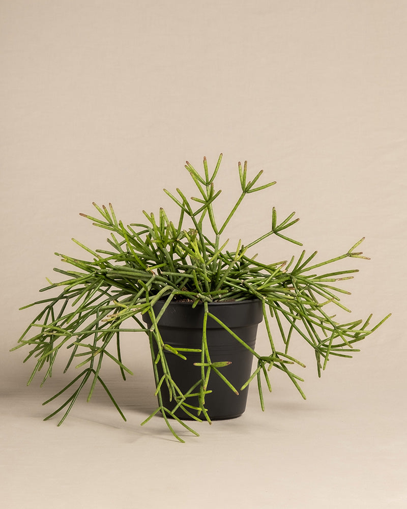feey-variado-rhipsalis-neves-armondii-zimmerpflanze-ohne-bertopf image 3