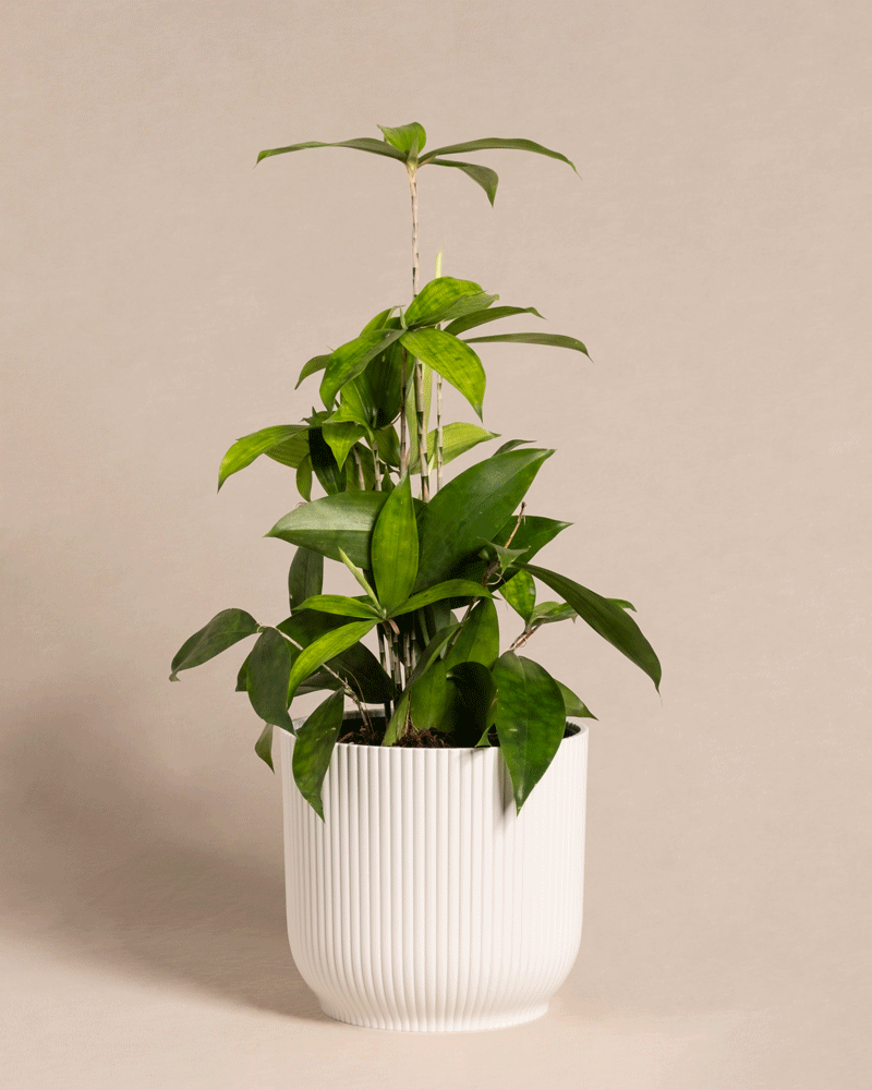 feey-dracaena-surculosa-drachenbaum-klein-ohne-bertopf image 8