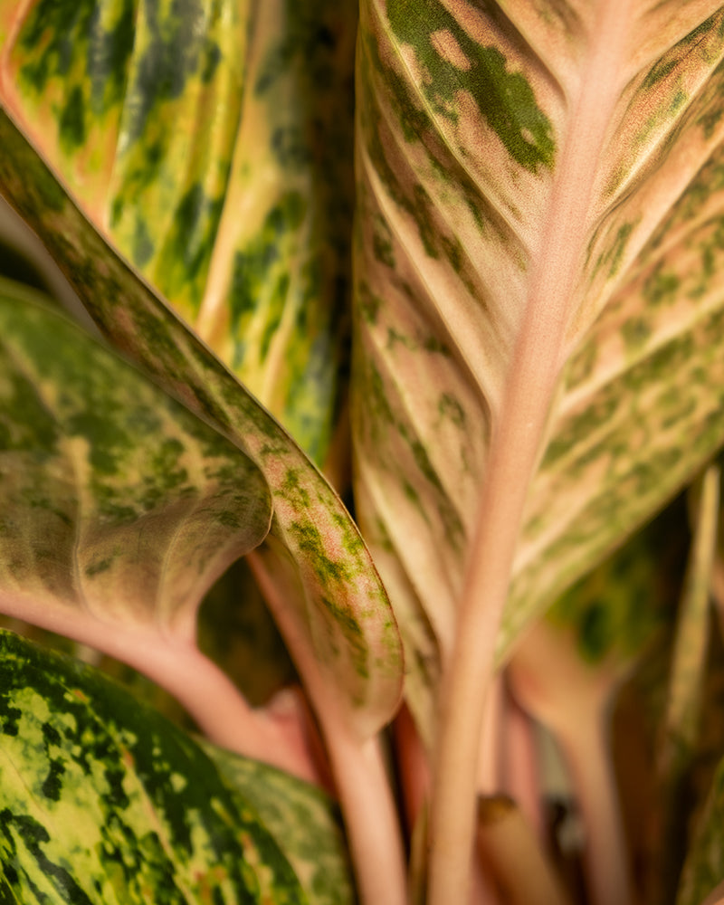 feey-variado-aglaonema-painted-celebration-zimmerpflanze-bunt image 2