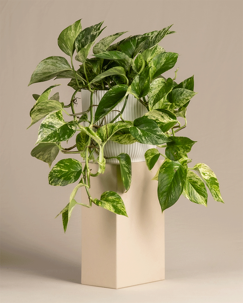 feey-marble-queen-efeutute-h-ngepflanze-ohne-bertopf image 7
