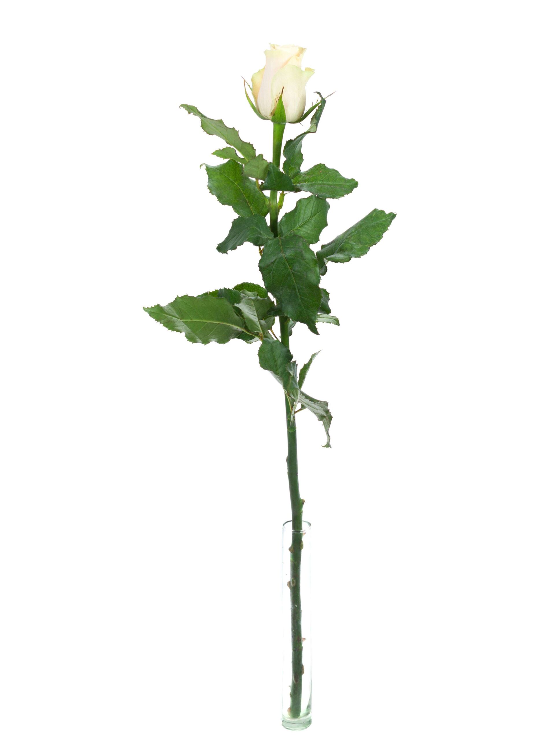 blumigo-rosen-charmant-creme-schnittrose-creme-einzeln image 3