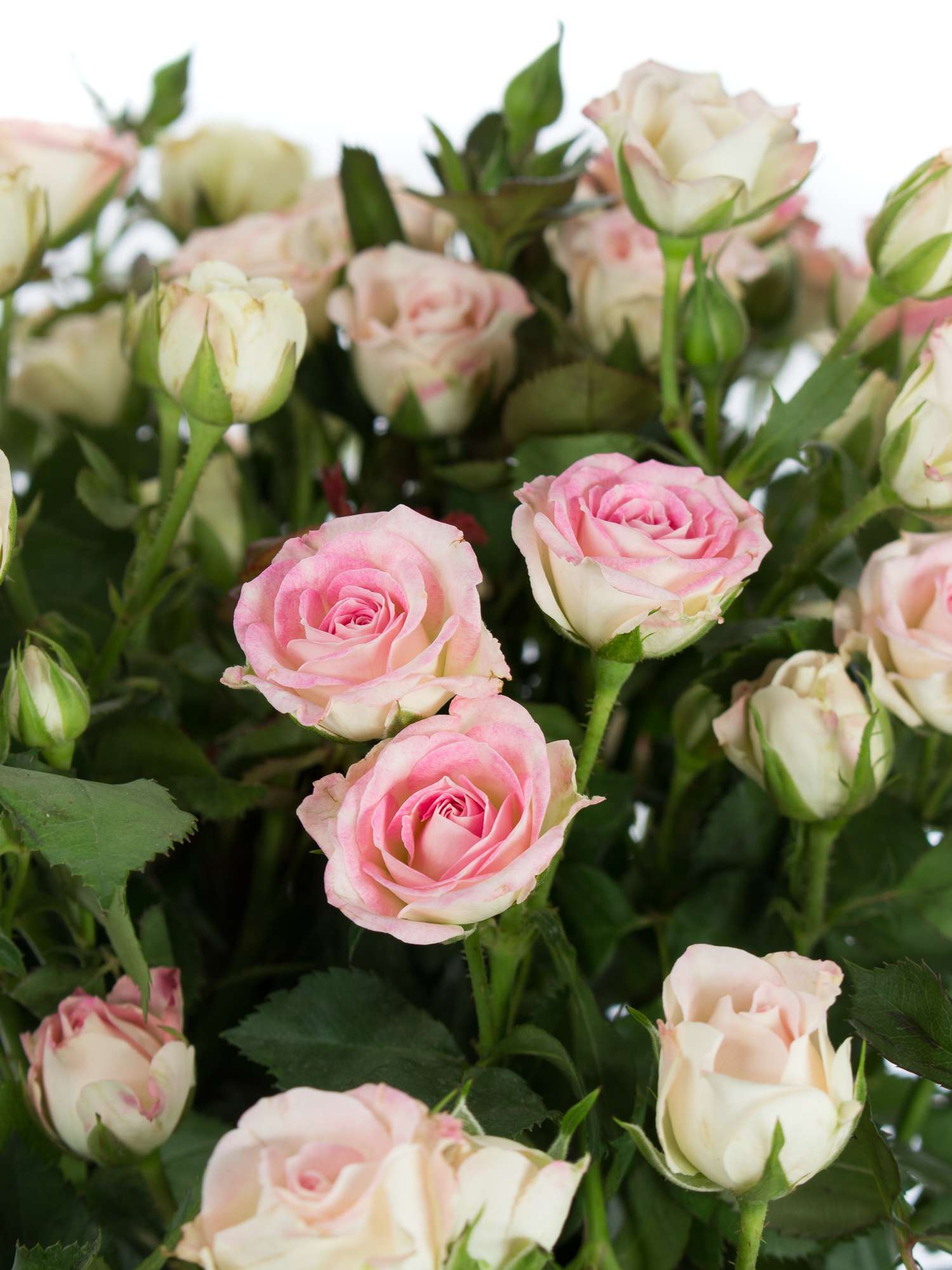 blumigo-rosen-creamy-twister-rosa-wei-verzweigt image 4