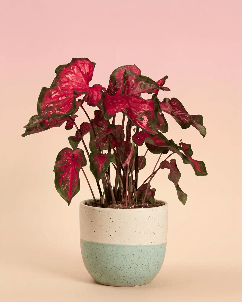 feey-variado-caladium-pink-panther-zimmerpflanze-bunte-bl-tter image 5
