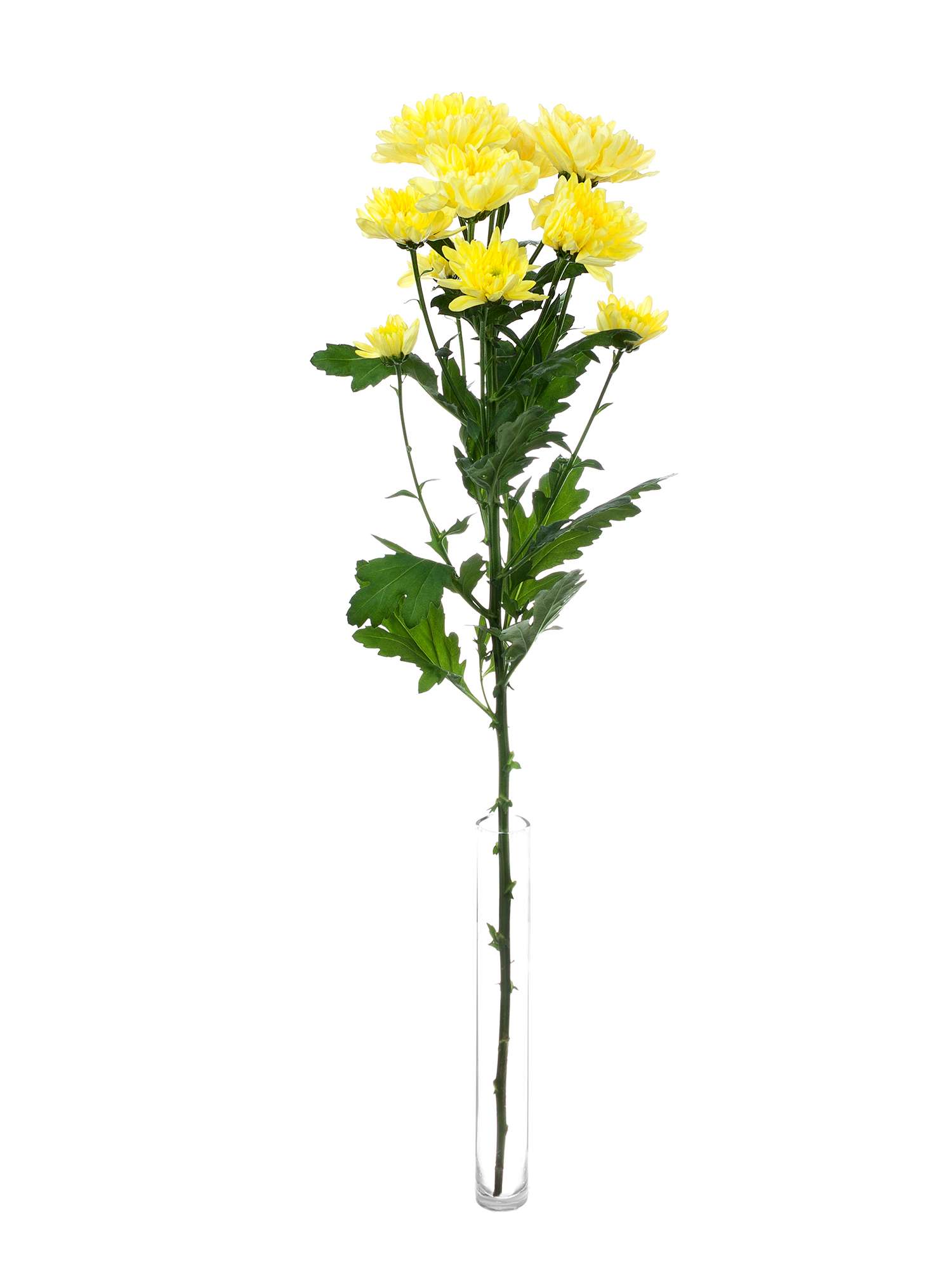 blumigo-chrysanthemen-baltica-yellow-schnittblume-gelb image 3