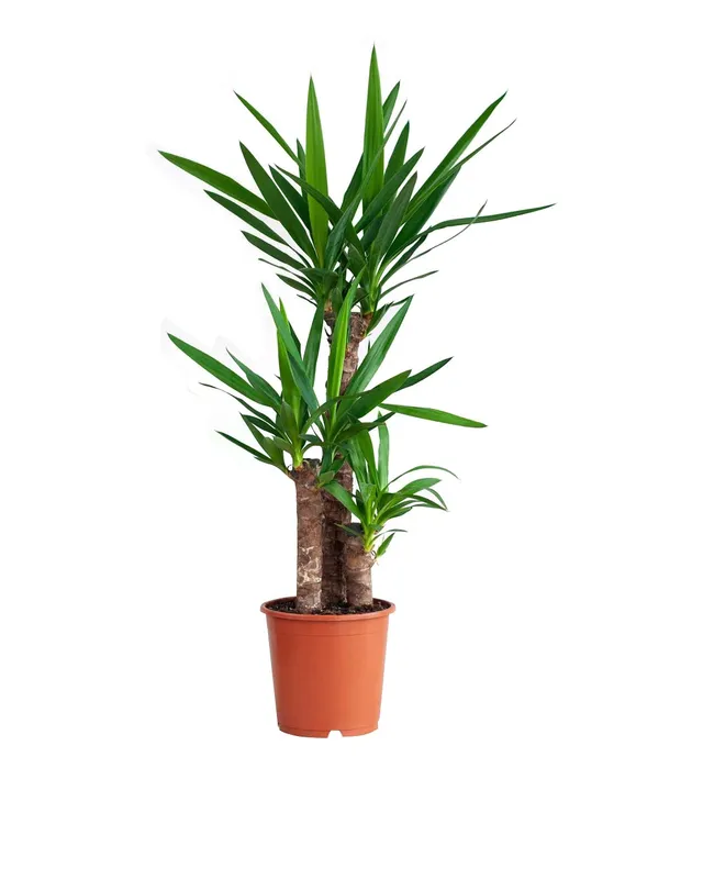 plnts-rareplnts-yucca-elephantipes-100cm-zimmerpalme image 1