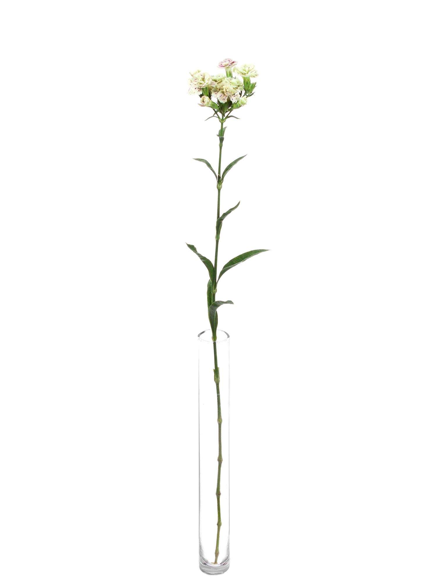 blumigo-nelken-raffine-elea-nelke-pink-creme-verzweigt-frisch image 3